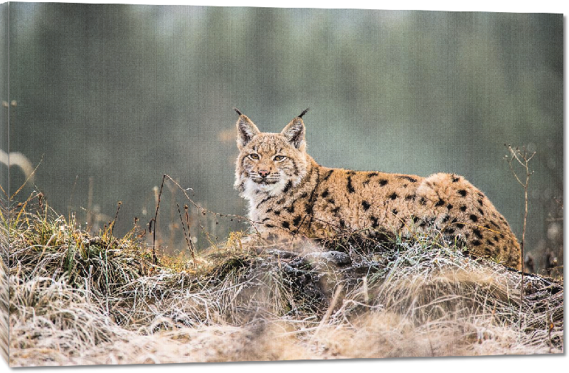 Toiles imprimées Photo d'un Lynx