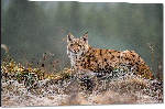 Impression sur aluminium Photo d'un Lynx