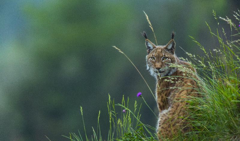 Photo d'un Lynx 