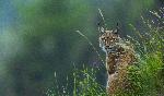 Photo d'un Lynx 