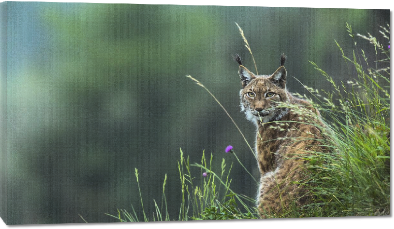 Toiles imprimées Photo d'un Lynx 