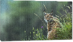 Toiles imprimées Photo d'un Lynx 