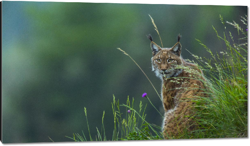 Impression sur aluminium Photo d'un Lynx 