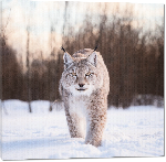 Toiles imprimées Photo Lynx dans la neige 