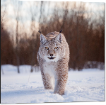 Impression sur aluminium Photo Lynx dans la neige 