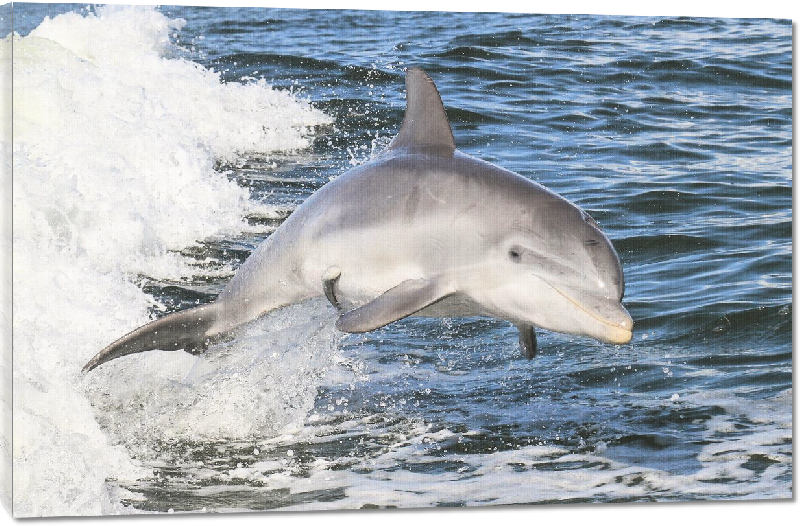 Toiles imprimées Poster photo d'un dauphin dans l'océan
