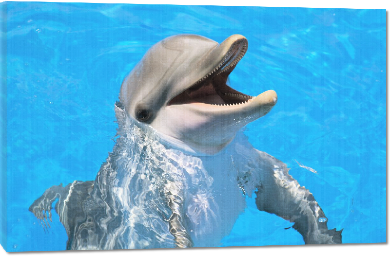 Toiles imprimées Poster photo d'un dauphin