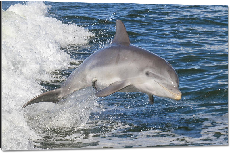 Impression sur aluminium Poster photo d'un dauphin dans l'océan