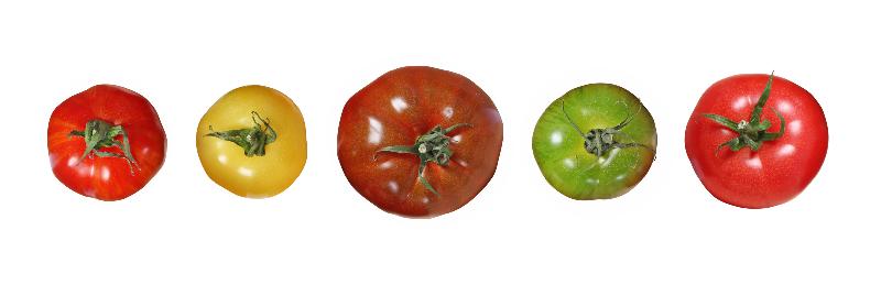 Photo tomate 5 couleurs