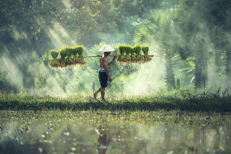 photo agriculteur sur un étant au cameroun 