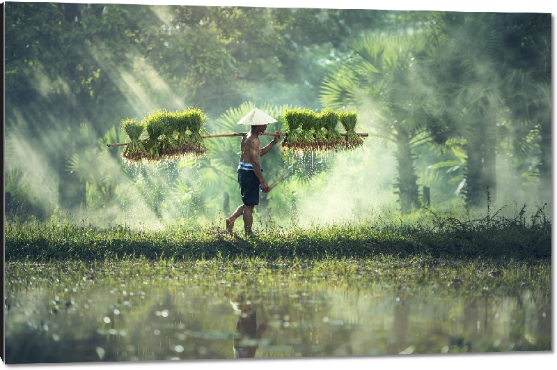 Impression sur aluminium photo agriculteur sur un étant au cameroun 