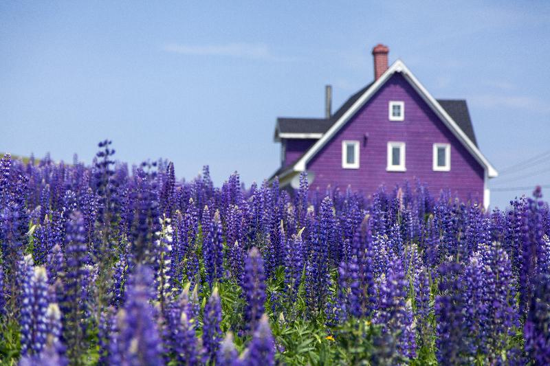 photo maison violette dans un champ de violette au canada