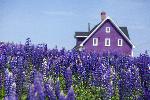 photo maison violette dans un champ de violette au canada