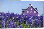 Impression sur aluminium photo maison violette dans un champ de violette au canada