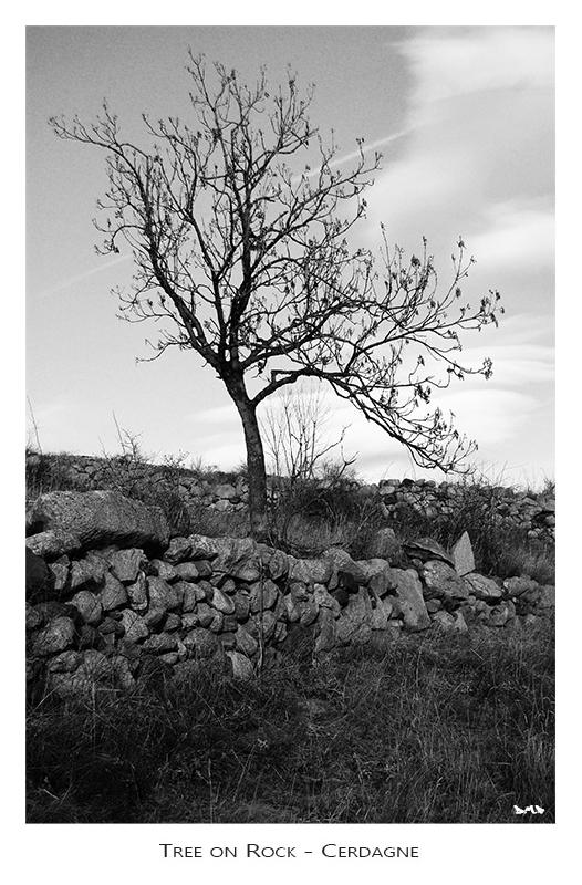 Photo Noir et blanc arbre en Cerdagne