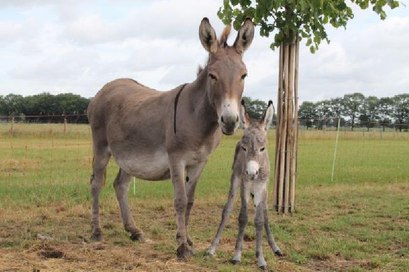 photo ânes et son petit