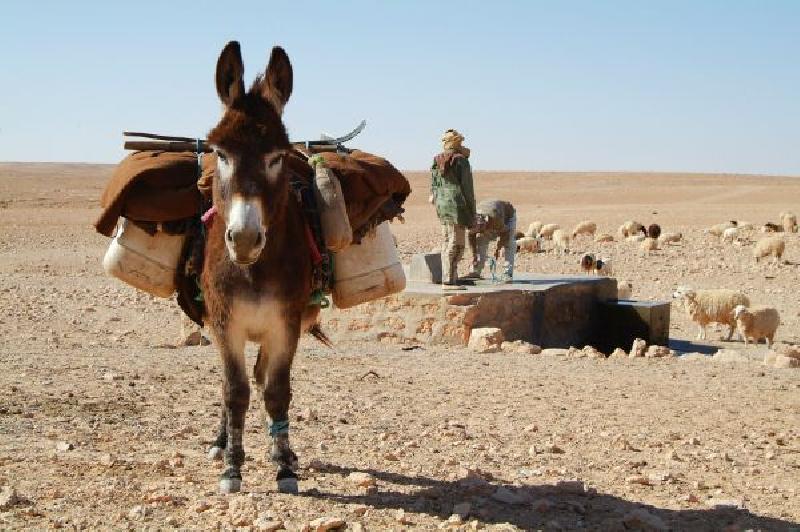 photo ânes dans le desert 