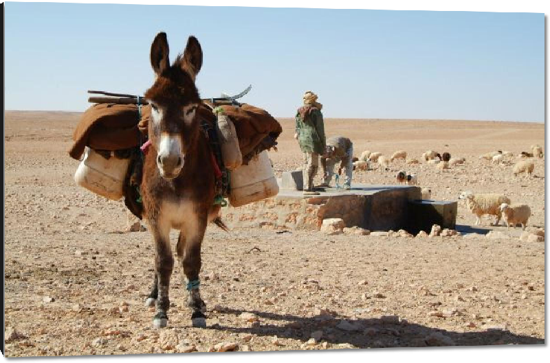 Impression sur aluminium photo ânes dans le desert 