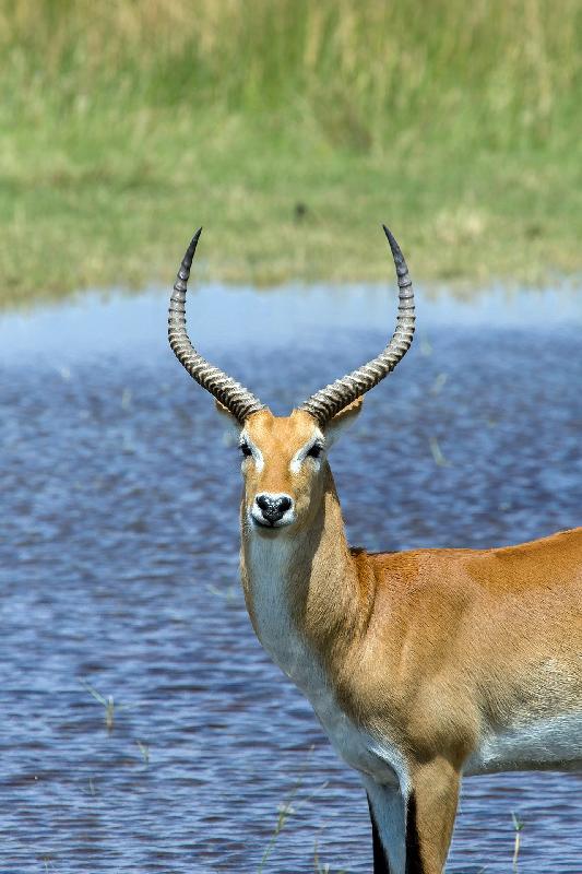 photo antilope au bord d'un lac