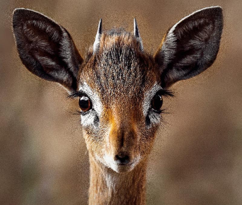 photo jeune antilope