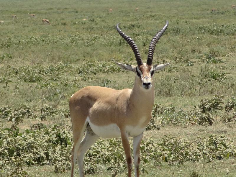 photo antilope dans un champ