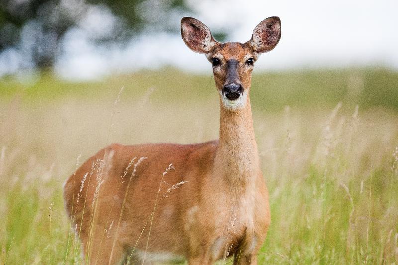 photo antilope dans un pré