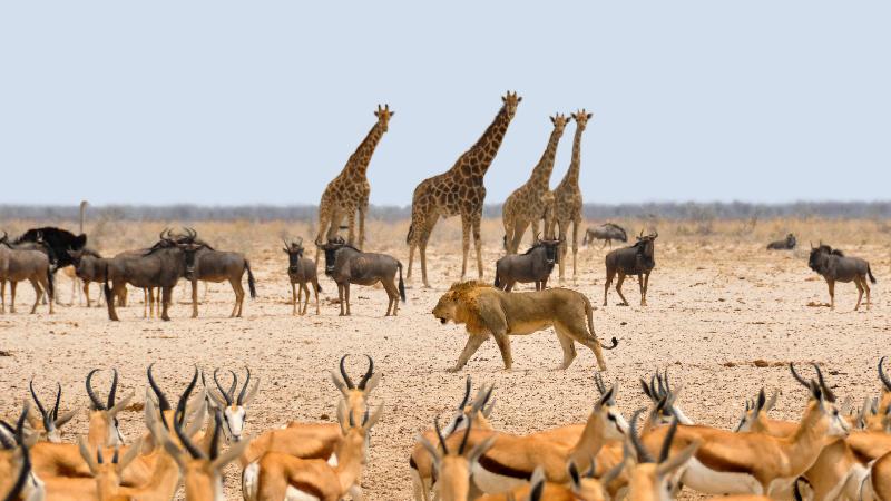 photo troupeau d'antilope dans la savane