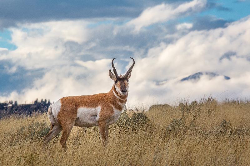 photo antilope dans un champ