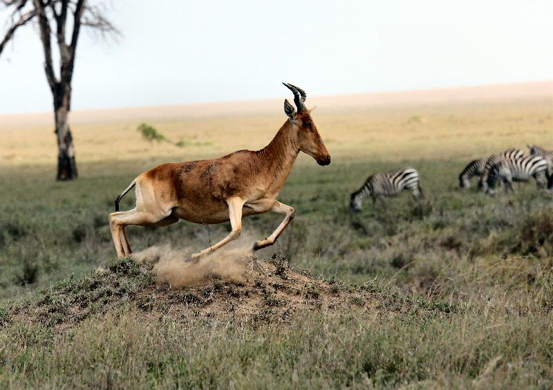 photo antilope