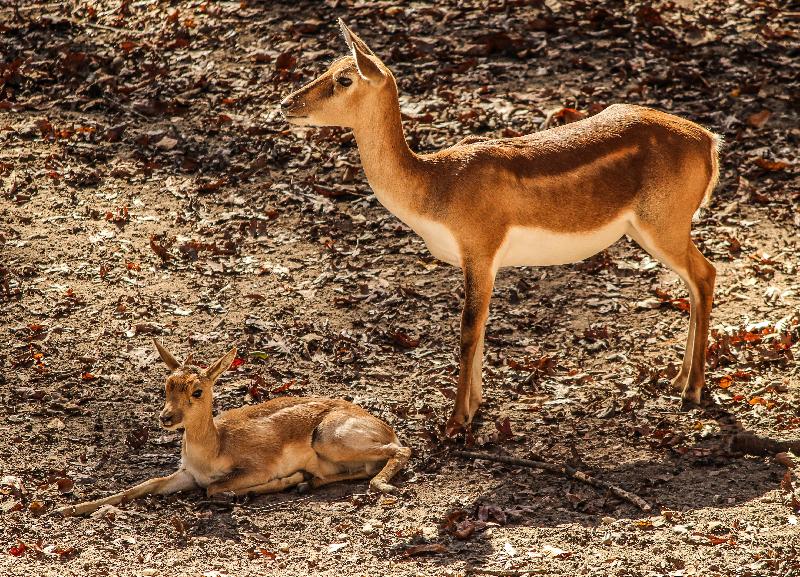 photo antilope et son petit