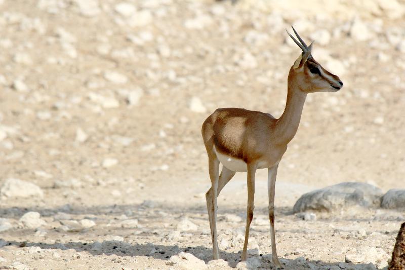 photo jeune antilope