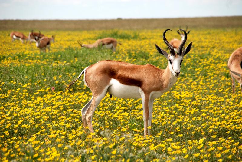 photo antilope dans un pré