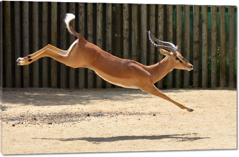 Impression sur Plexiglass photo antilope