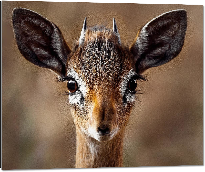 Impression sur aluminium photo jeune antilope