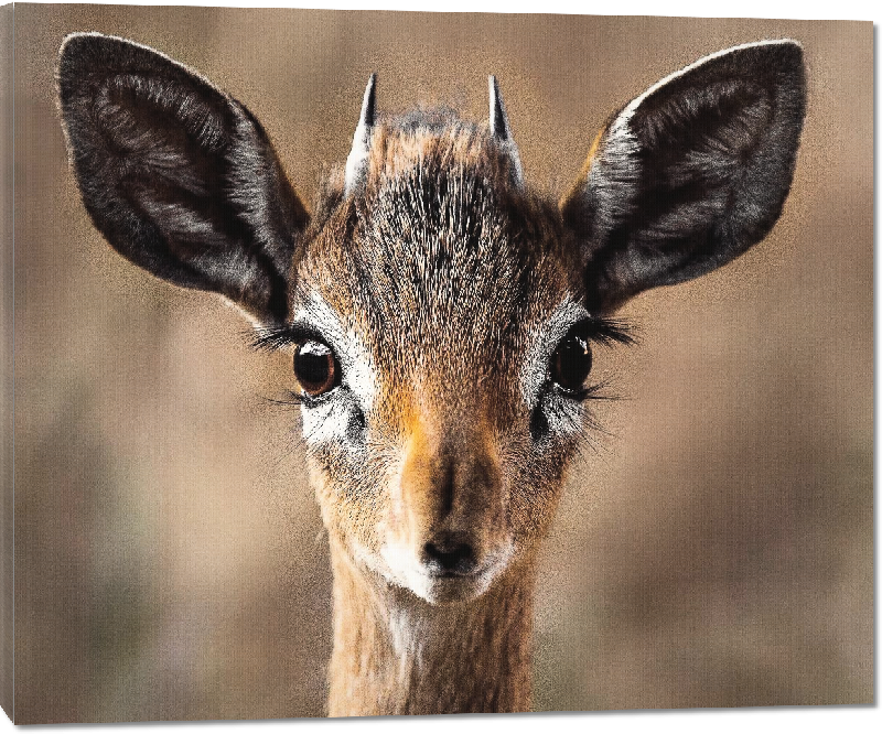 Toiles imprimées photo jeune antilope