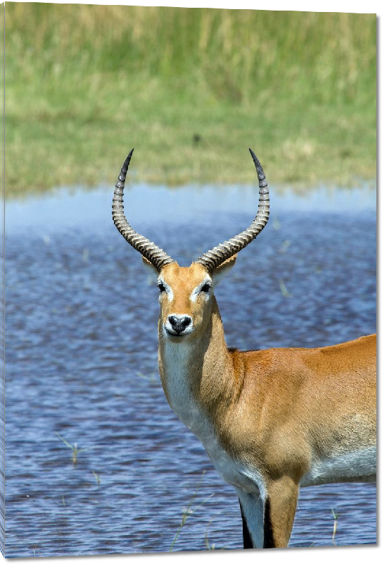 Impression sur Plexiglass photo antilope au bord d'un lac