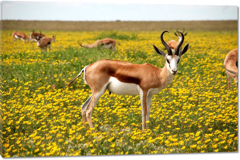 Impression sur Plexiglass photo antilope dans un pré