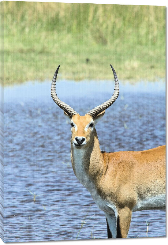 Toiles imprimées photo antilope au bord d'un lac