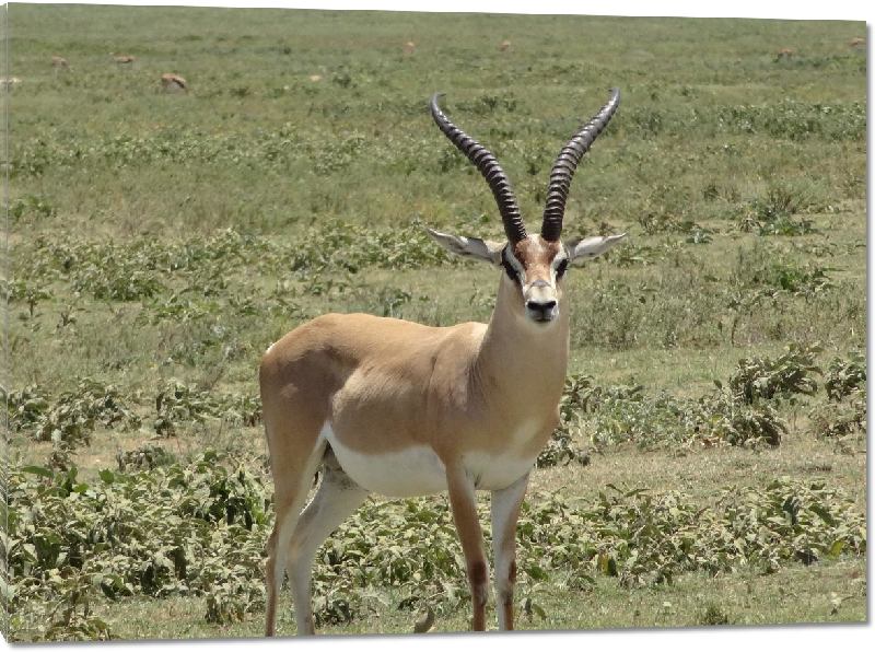 Impression sur Plexiglass photo antilope dans un champ