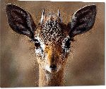Impression sur Plexiglass photo jeune antilope