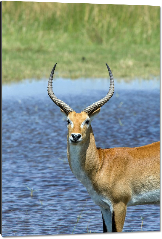 Impression sur aluminium photo antilope au bord d'un lac