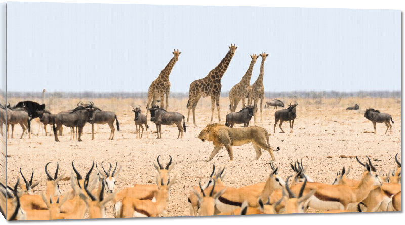 Toiles imprimées photo troupeau d'antilope dans la savane