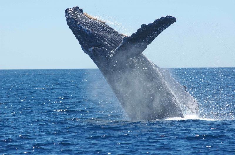 photo baleine dans l'océan