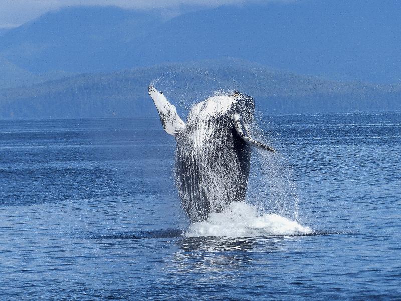 photo baleine dans l'océan