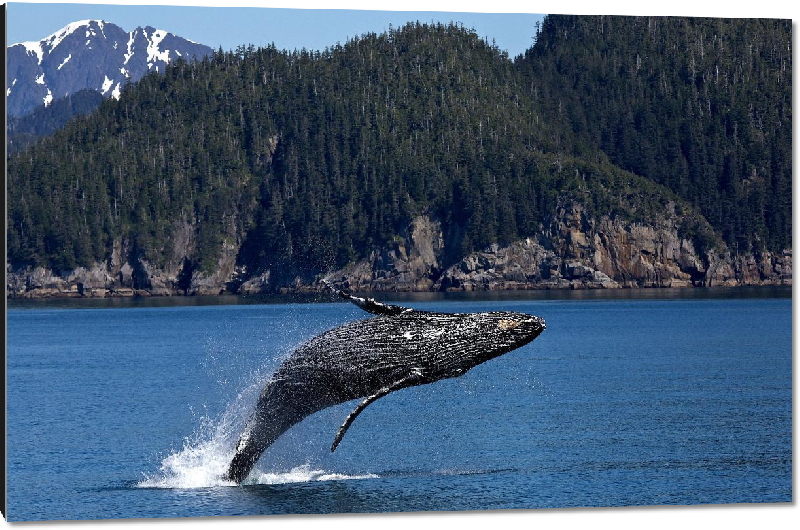 Impression sur aluminium photo baleine dans l'océan
