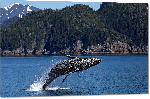 Impression sur Plexiglass photo baleine dans l'océan