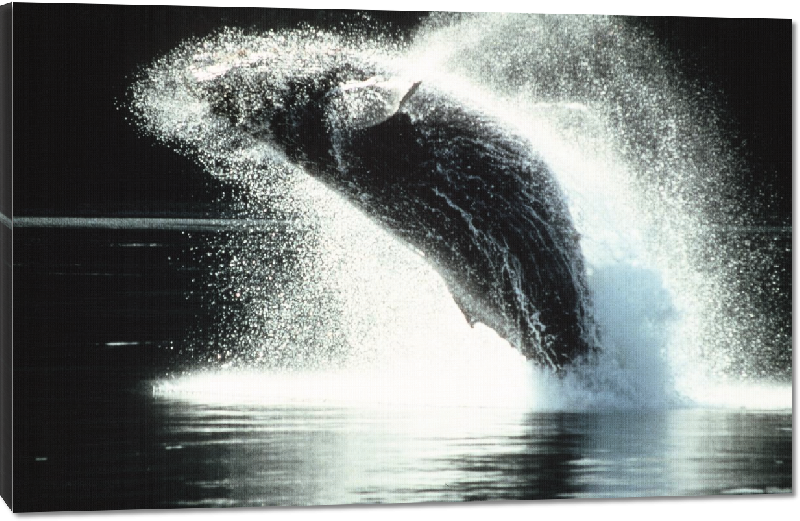 Toiles imprimées photo baleine dans l'océan