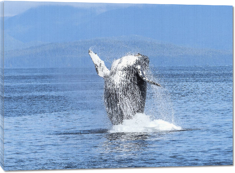 Toiles imprimées photo baleine dans l'océan
