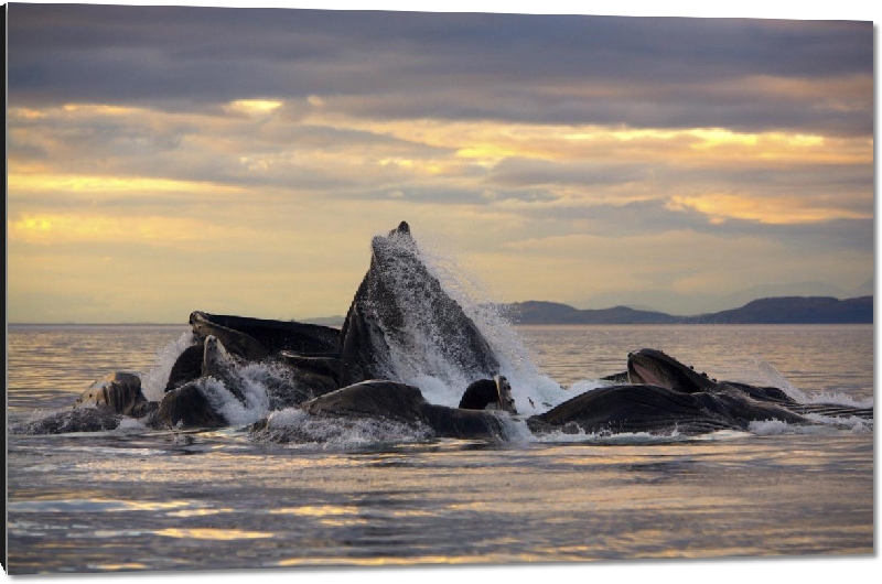 Impression sur aluminium photo baleine dans l'océan