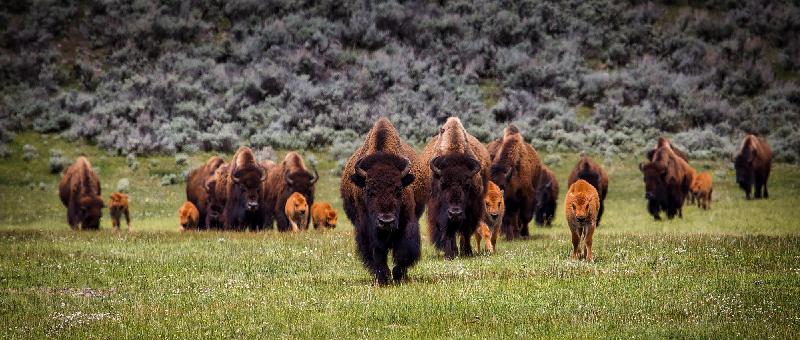 photo troupeau de bison et leurs petits dans un champ